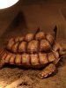 ImageUploadedByTortoise Forum1489669312.631531.jpg