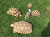 ImageUploadedByTortoise Forum1490213619.904708.jpg