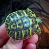 ImageUploadedByTortoise Forum1490270486.182338.jpg