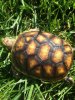 ImageUploadedByTortoise Forum1490299884.740872.jpg