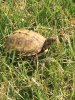 ImageUploadedByTortoise Forum1490378129.228406.jpg