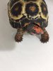 ImageUploadedByTortoise Forum1490460378.087770.jpg