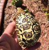 ImageUploadedByTortoise Forum1490996335.108648.jpg