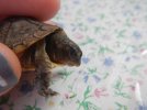 Baby Turtles 2012 001.JPG