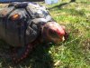 ImageUploadedByTortoise Forum1491758360.171624.jpg