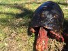 ImageUploadedByTortoise Forum1491758425.244764.jpg