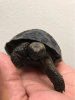 ImageUploadedByTortoise Forum1491980912.809591.jpg