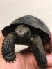 ImageUploadedByTortoise Forum1492054356.230635.jpg