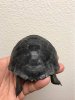 ImageUploadedByTortoise Forum1492054378.182276.jpg