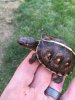 ImageUploadedByTortoise Forum1492299586.221434.jpg