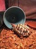 ImageUploadedByTortoise Forum1492316137.331450.jpg