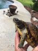 ImageUploadedByTortoise Forum1492624467.126597.jpg