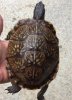 ImageUploadedByTortoise Forum1492624478.639617.jpg