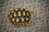 ImageUploadedByTortoise Forum1492661640.948908.jpg