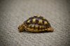 ImageUploadedByTortoise Forum1492662129.756899.jpg