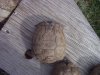 Texas tortoise 4-24-17 b.jpg