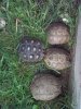 Texas tortoise 4-24-17 c.jpg