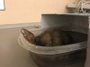 Turtle Bath 4.jpg