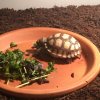 ImageUploadedByTortoise Forum1493268451.296715.jpg