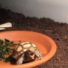 ImageUploadedByTortoise Forum1493268530.770286.jpg