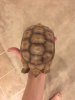 ImageUploadedByTortoise Forum1493313651.689700.jpg