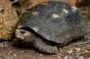 Red-foots have a rectangular shell shutterstock_3721.jpg