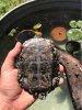 ImageUploadedByTortoise Forum1493843621.318108.jpg