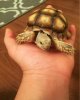 ImageUploadedByTortoise Forum1494291151.604873.jpg