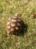 ImageUploadedByTortoise Forum1494550048.454974.jpg