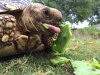 ImageUploadedByTortoise Forum1494569922.699891.jpg