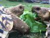 ImageUploadedByTortoise Forum1494570005.574708.jpg