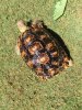 ImageUploadedByTortoise Forum1494570437.041823.jpg