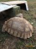 ImageUploadedByTortoise Forum1494990825.700717.jpg