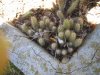 cactus babies.jpg