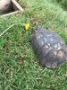 ImageUploadedByTortoise Forum1495054261.047357.jpg