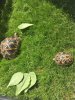 ImageUploadedByTortoise Forum1495203348.663517.jpg