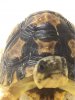 ImageUploadedByTortoise Forum1495203400.984685.jpg