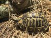 ImageUploadedByTortoise Forum1495210899.171700.jpg