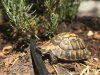 ImageUploadedByTortoise Forum1495210918.286603.jpg