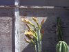 Cereus peruveanus a.jpg