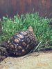 ImageUploadedByTortoise Forum1495869082.042340.jpg