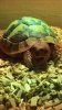 ImageUploadedByTortoise Forum1496004499.665887.jpg