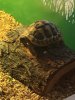 ImageUploadedByTortoise Forum1496054424.310404.jpg