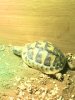 ImageUploadedByTortoise Forum1496069520.210504.jpg