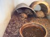 Box Turtle Babies 5-30-17 k.jpg