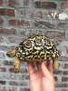 ImageUploadedByTortoise Forum1496372026.164663.jpg