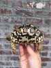 ImageUploadedByTortoise Forum1496372107.778713.jpg