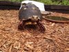 ImageUploadedByTortoise Forum1496591486.190476.jpg