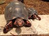 ImageUploadedByTortoise Forum1496591679.155548.jpg