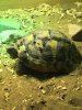 ImageUploadedByTortoise Forum1497292551.201050.jpg